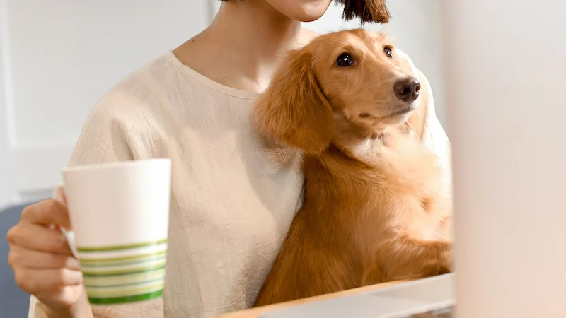 意外とお手頃?ペット保含んのリーズナブルな秘密を発見!